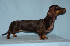 TEKEL GERMAN STANDARD CU PAR SCURT